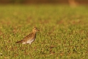 Golden plover - B